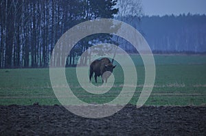 European bison in the forest in the Bialowieza Primeval Forest. The largest species of mammal found in Europe. Ungulates living in