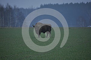 European bison in the forest in the Bialowieza Primeval Forest. The largest species of mammal found in Europe. Ungulates living in