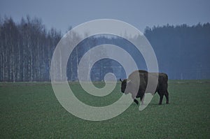 European bison in the forest in the Bialowieza Primeval Forest. The largest species of mammal found in Europe. Ungulates living in