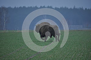 European bison in the forest in the Bialowieza Primeval Forest. The largest species of mammal found in Europe. Ungulates living in