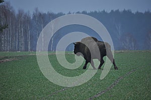 European bison in the forest in the Bialowieza Primeval Forest. The largest species of mammal found in Europe. Ungulates living in