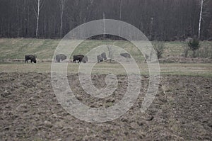 European bison in the forest in the Bialowieza Primeval Forest. The largest species of mammal found in Europe. Ungulates living in