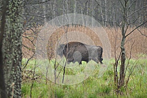 European bison in the forest in the Bialowieza Primeval Forest. The largest species of mammal found in Europe. Ungulates living in