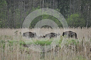 European bison in the forest in the Bialowieza Primeval Forest. The largest species of mammal found in Europe. Ungulates living in