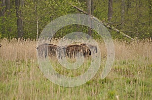 European bison in the forest in the Bialowieza Primeval Forest. The largest species of mammal found in Europe. Ungulates living in