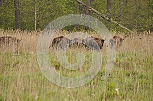 European bison in the forest in the Bialowieza Primeval Forest. The largest species of mammal found in Europe. Ungulates living in