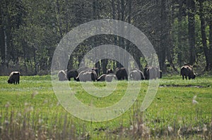 European bison in the forest in the Bialowieza Primeval Forest. The largest species of mammal found in Europe. Ungulates living in