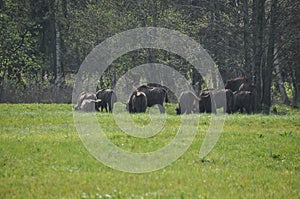 European bison in the forest in the Bialowieza Primeval Forest. The largest species of mammal found in Europe. Ungulates living in