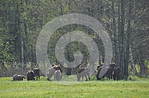 European bison in the forest in the Bialowieza Primeval Forest. The largest species of mammal found in Europe. Ungulates living in