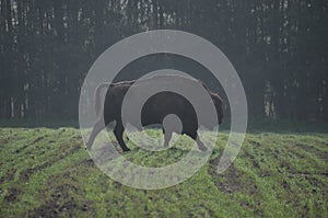 European bison in the forest in the Bialowieza Primeval Forest. The largest species of mammal found in Europe. Ungulates living in