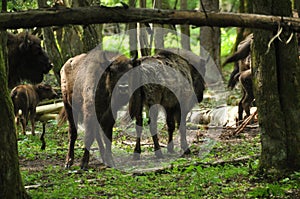 European bison in the forest in the Bialowieza Primeval Forest. The largest species of mammal found in Europe. Ungulates living in