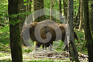 European bison in the forest in the Bialowieza Primeval Forest. The largest species of mammal found in Europe. Ungulates living in