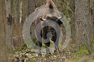 European bison in the forest in the Bialowieza Primeval Forest. The largest species of mammal found in Europe. Ungulates living in