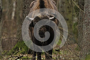 European bison in the forest in the Bialowieza Primeval Forest. The largest species of mammal found in Europe. Ungulates living in