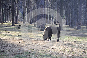 European bison in the forest