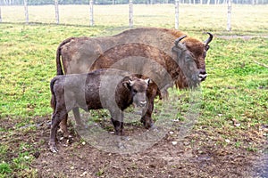 European bison in a forest reserve