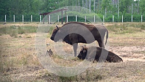 The European bison grazes in a limited paddock in the national park. Animals in captivity.