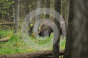 European bison grazing in a forest clearing in the Bialowieza Forest National Park in Poland