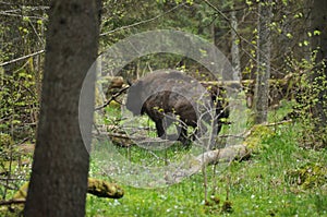 European bison grazing in a forest clearing in the Bialowieza Forest National Park in Poland