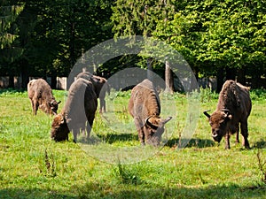 European bison herd