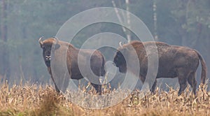 European Bison herd in mist