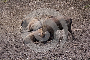 European bison herd resting in forest mud