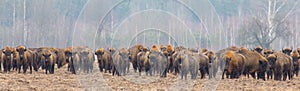 European Bison herd in snowless winter