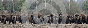 European Bison herd in snowless winter