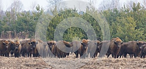 European Bison herd in snowless winter