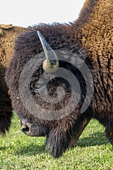 European bison - in a Hungarian countryside