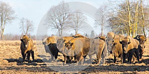 European Bison hurd in winter