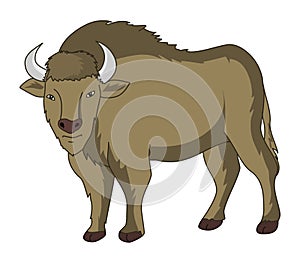 European bison illustration vector
