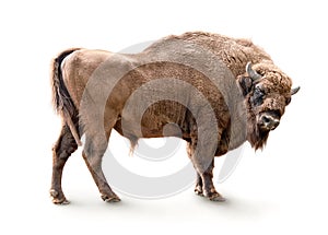 European bison isolated