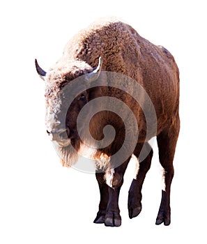 European bison. Isolated over white