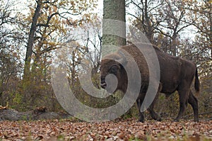 European Bison Male