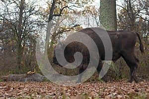 European Bison Male