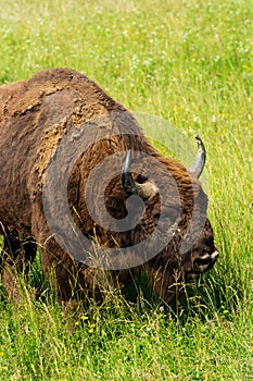 European bison in meadow