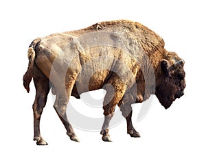 European bison over white