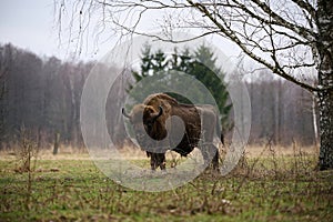 European bison, photographed in its natural habitat in Poland