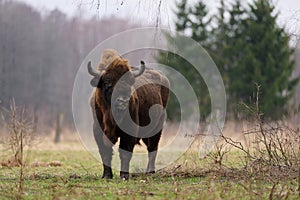 European bison, photographed in its natural habitat in Poland