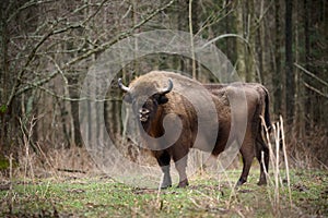 European bison, photographed in its natural habitat in Poland