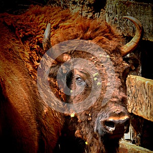 European bison portrait