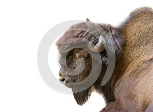 European bison portrait isolated on white background