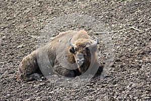 European bison resting in forest mud