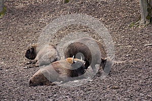 European bison resting in forest mud