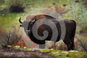 Dente la roccia prato nebbioso scena il grande marrone l'animale natura arancia Quercia foglie sul alberi pozzi 