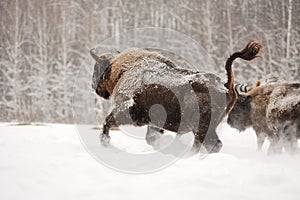 European bison running in Orlovskoye Polesie National park in Ru