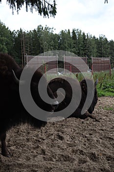European bison, Saint-Petersburg, Toksovo. Forest bison male also knon as european bison or wisent. Latin name - Bison bonasus