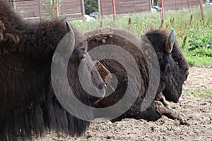 European bison, Saint-Petersburg, Toksovo. Forest bison male also knon as european bison or wisent. Latin name - Bison bonasus