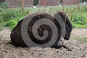 European bison, Saint-Petersburg, Toksovo. Forest bison male also knon as european bison or wisent. Latin name - Bison bonasus